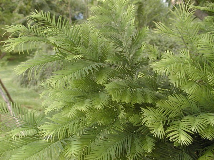 Metasequoia Seed Dawn Redwood